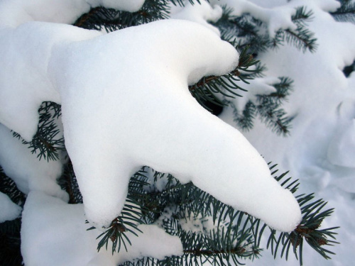 sniegowa rączka #zwierzaki