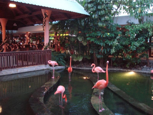 hotelowe flamingi