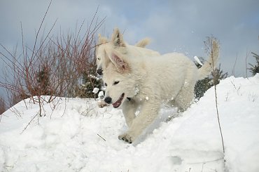 Biały owczarek szwajcarski HRABIA of White Finess www.zchatyleona.republika.pl #BiałyOwczarekSzwajcarski #opole #siołkowice #kois #BiałyOwczarek #ZChatyLeona #bogacz #hrabia #awa #cygan #aventia