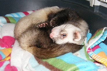 #fretka #Plastuś #DomTymczasowy #gościna