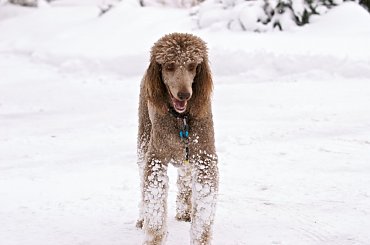 Nie ma to jak zabawy na sniegu #Pies #pudel #zima #snieg