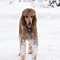 Nie ma to jak zabawy na sniegu #Pies #pudel #zima #snieg