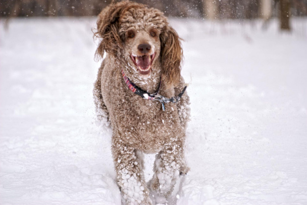 Szczęśliwy #Pies #pudel #zima #snieg