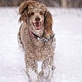 Szczęśliwy #Pies #pudel #zima #snieg
