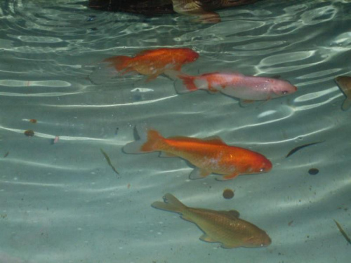 #rybki #akwarystyka #KoloroweRybki