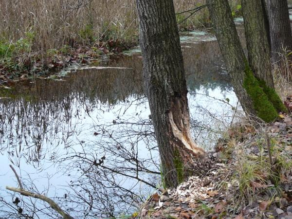 Ślady bobrów są wszędzie wzdłuż rzeki