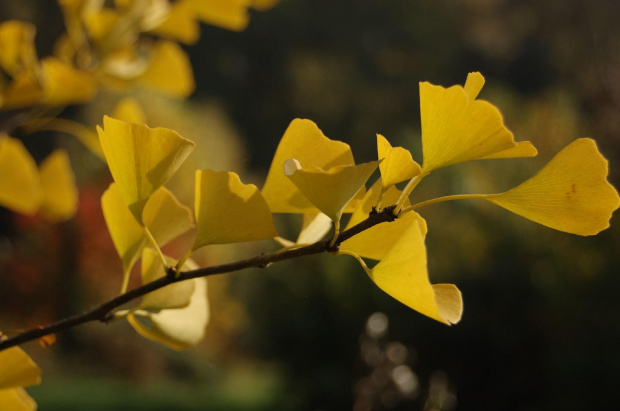 gałązka gingko