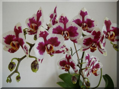 Phalaenopsis