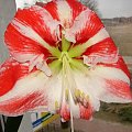 #hippeastrum #amarylis