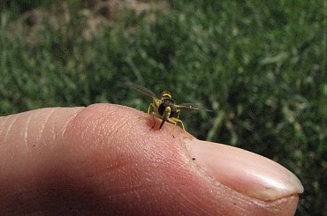 Pszczoły samotnice #pszczoła