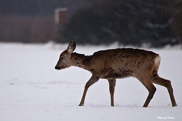 Myśliwskie klimaty z amboną w tle #sarna #zwierzę #zima #śnieg #airking #passiv