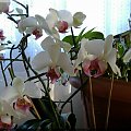 Phalaenopsis