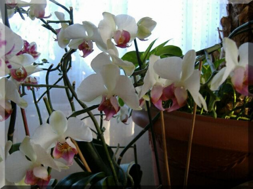 Phalaenopsis