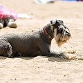 Skorzęcin 2008 - plaża - pies #Skorzęcin2008 #plaża #pies