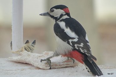 Poranne śniadanko dzięcioła dużego. #DzięciołDuży