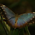 Błękitny motyl