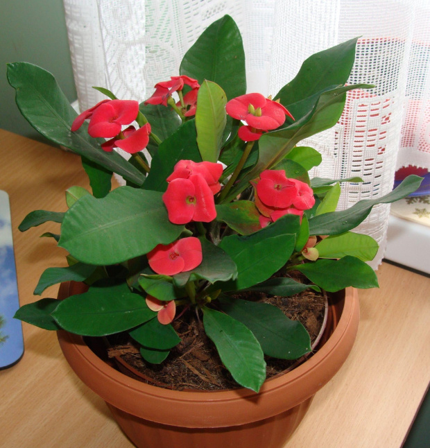 Euphorbia milli