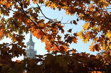 #pkin #jesień #liście