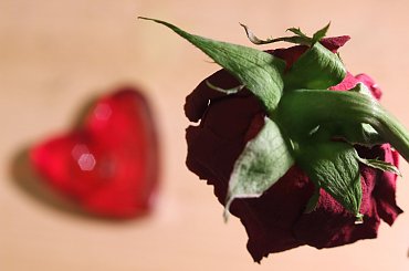 #walentynki #serduszko #róża