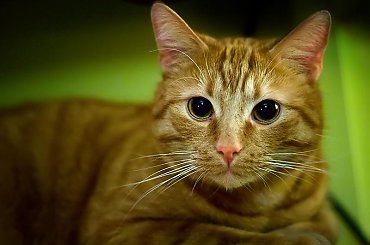 #labedzie #staw #przyroda #Eos400D