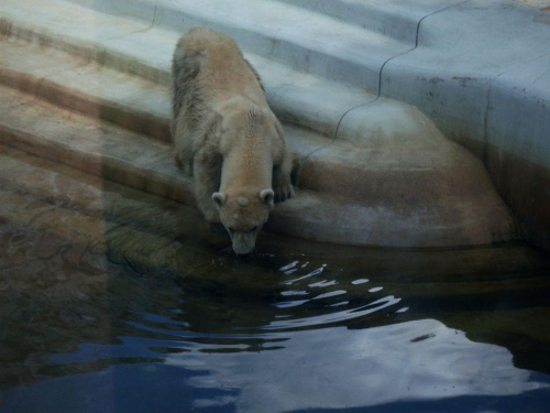 zoo, wrocław, wakacje 2009
