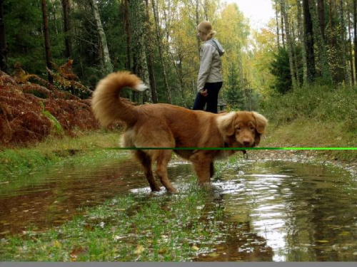 Minka zdziczałego wilka:*