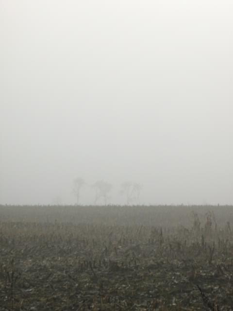 we mgle... #jesień #mgła #przyroda #widok