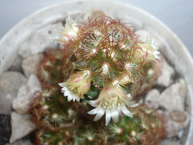 Mammillaria elongata #MammillariaElongata #kaktusy