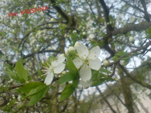 Wiosna! #drzewo #kwiat #wiosna #wiśnia