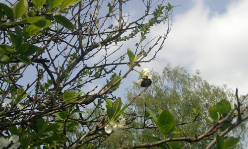 Bąk 02.05.2010