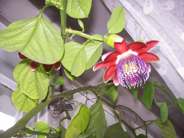 Passiflora alata