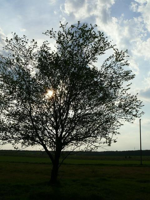 przed zachodem...;) #zachód #ZachódSłońca #drzewo #wiosna #Wiosna2010