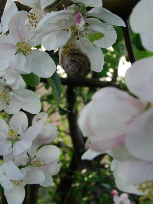 Ślimak wsród kwiatów ;] #wiosna #rośliny #kwiaty