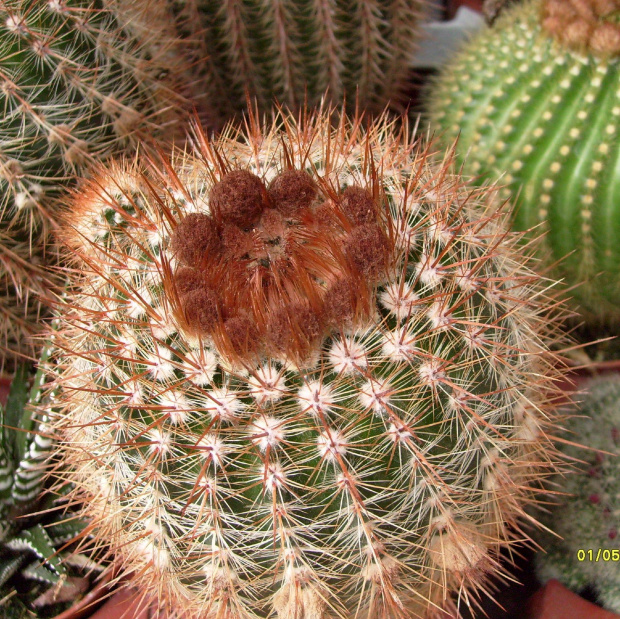 Notocactus rutilians #notocactus #rutilians #kaktus #sukulent
