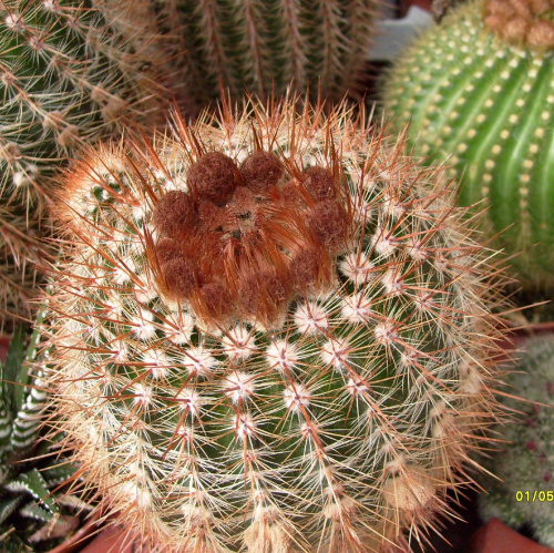 Notocactus rutilians #notocactus #rutilians #kaktus #sukulent