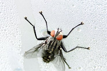 Zmarznięta,zmoknięta mucha. #mucha