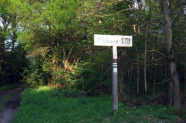 Puszcza Kampinoska-ukryte i znalezione w lesie #PuszczaKampinoska #błoto #UroczyskoKalisko