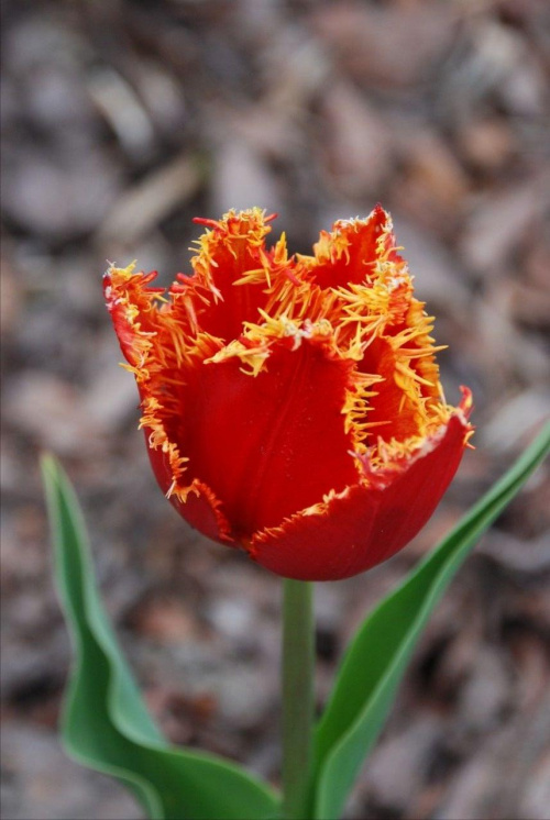pierzasty tulipan