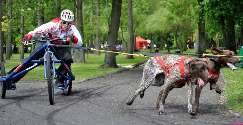 Pokazy dyscyplin psich zaprzęgów. Dzień dziecka w Żninie.
Mateusz Brylewski i Igor Tracz.Canicross, Bikejoring, Scooter, psi zaprzęg. #PsieZaprzęgiŻnin #BrylewskiMateusz #IgorTracz #bikejoring #scooter #canicross #greyster