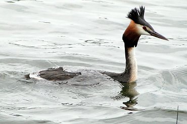 Zanurzenie peryskopowe..Perkoz ma taka umiejętnośc,że może płynąc zanurzony w wodzie do tego stopnia,że widac tylko kawałek szyi i łebek. Ten właśnie rozpoczął zanurzenie peryskopowe. #perkoz
