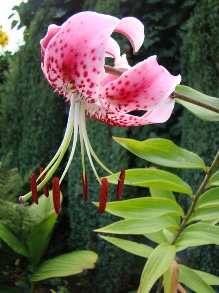 Lilium speciosum