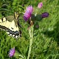 W przerwie ... Paź królowej - Papilio machaon . Data : 21.08.2008. Miejsce : rzeka Obra . Miejscowość : Talary .