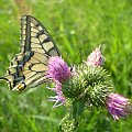 W przerwie ... Paź królowej - Papilio machaon . Data : 21.08.2008. Miejsce : rzeka Obra . Miejscowość : Talary .