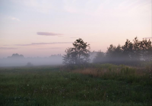 mgła o poranku #mgła #natura