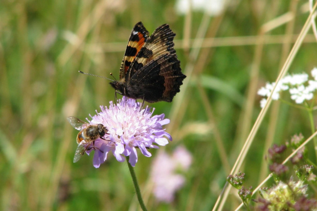 obiadek z przyjacielem;-) #motyl