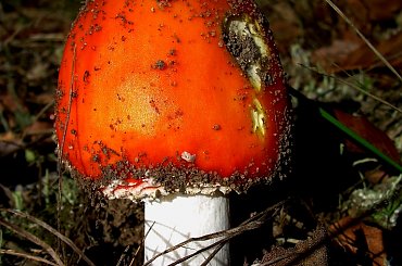 coś chumorzastemu urosło :D #muchomor #grzyb #las #makro