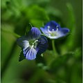 Niebieskie kwiatuszki... #NiebieskieKwiatuszki #makro