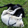 #ZwierzętaPiesGoldenRetriever