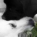 #ZwierzętaPiesGoldenRetriever