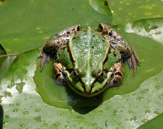 Wrocławski Ogród Botaniczny.Wprawdzie wiekszość kwiatów już przekwitła,ale i tak przyjemnie było pospacerować wśród zieleni :)
cdn.:D:D